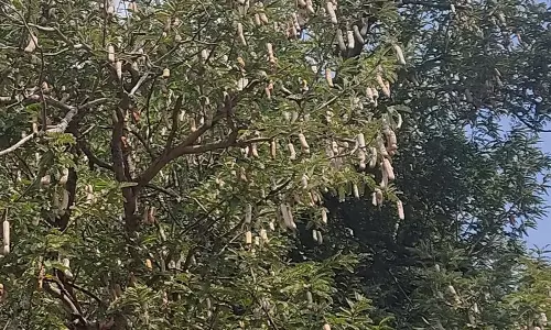 புளி விளைச்சல் அமோகம்