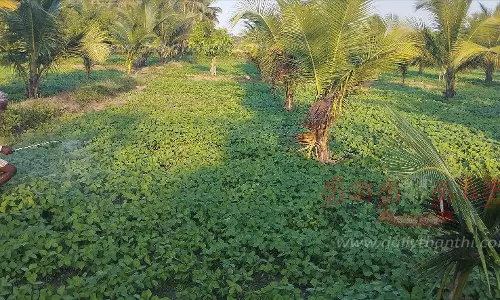 தென்னைக்கு  நடுவே உளுந்து ஊடுபயிர் சாகுபடி