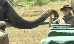 யானைகளுக்கு உணவளித்த பிரதமர் மோடி