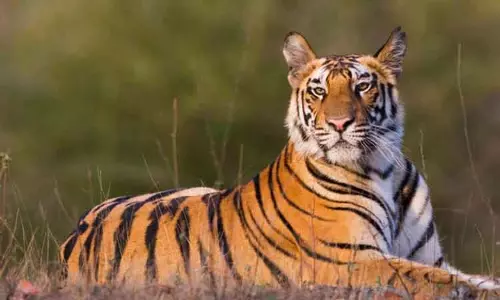 பசுமாட்டை அடித்துக்கொன்ற புலி