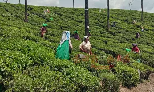 வால்பாறையில் தொடர் மழை: தேயிலை உற்பத்தி அதிகரிப்பு