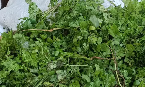 கொத்தமல்லி இலை விலை உயர்வு