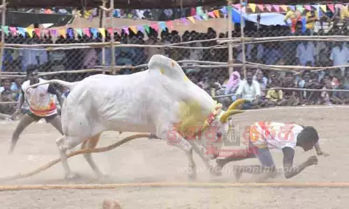 வடமாடு மஞ்சுவிரட்டு வடமாடு மஞ்சுவிரட்டு