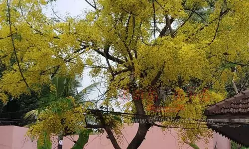 சித்திரை மாதத்தை வரவேற்கும் விதமாக பூத்துக்குலுங்கும் கனிக்கொன்றை மரங்கள்