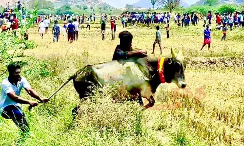 மஞ்சுவிரட்டில் சீறிப்பாய்ந்த காளைகள்