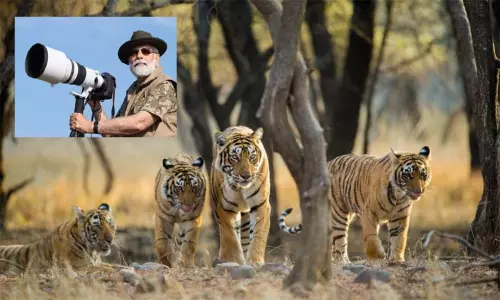 கணக்கெடுப்பு அறிக்கை வெளியீடு: இந்தியாவில் 4 ஆண்டுகளில் 200 புலிகள் அதிகரிப்பு