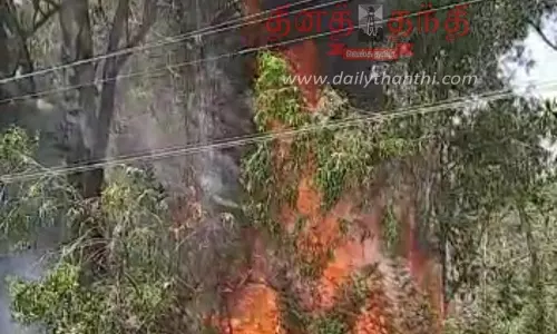 தலமலை அருகே மின் கம்பி உரசியதில் வனப்பகுதியில் தீ விபத்து