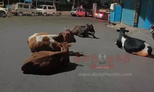 சாலையில் ஓய்வெடுக்கும் கால்நடைகளால் அதிகரிக்கும் விபத்துகள்