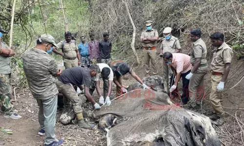 வனப்பகுதியில் இறந்து கிடந்த காட்டுயானை