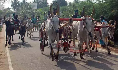 காரைக்குடி அருகே பங்குனி உத்திர விழாவையொட்டி மாட்டு வண்டி பந்தயம் காரைக்குடி அருகே பங்குனி உத்திர விழாவையொட்டி மாட்டு வண்டி பந்தயம்