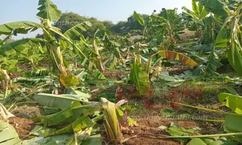 தாளவாடி அருகே தோட்டத்துக்குள் புகுந்து யானைகள் அட்டகாசம்;500 வாழைகள் நாசம் தாளவாடி அருகே தோட்டத்துக்குள் புகுந்து யானைகள் அட்டகாசம்;500 வாழைகள் நாசம்