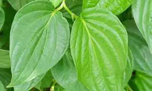 அந்தியூரில் ரூ.3½ லட்சத்துக்கு வெற்றிலை விற்பனை