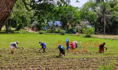 பருத்தி சாகுபடி பணிகள் தீவிரம்