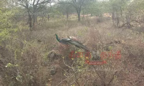 கிணற்றில் விழுந்த மயில் மீட்பு