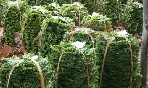 வெற்றிலை விலை குறைந்தது வெற்றிலை விலை குறைந்தது