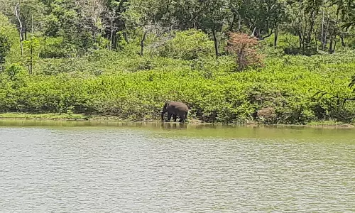 தேன்கனிக்கோட்டை வனச்சரகம்சாமி ஏரியில் குளியல் போட்ட காட்டு யானை