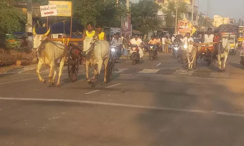 குதிரை, மாட்டு வண்டி பந்தயம் குதிரை, மாட்டு வண்டி பந்தயம்