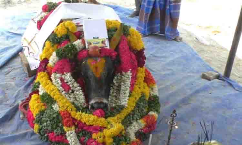 இறந்த ஜல்லிக்கட்டு காளைக்கு பொதுமக்கள் அஞ்சலி