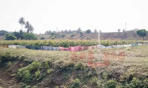 விளைநிலங்களில் காட்டுப்பன்றிகள் தொல்லை