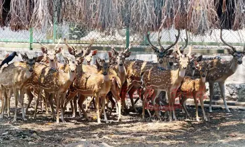பறவைகள் பூங்காவாக மாறும் உயிரியல் பூங்கா