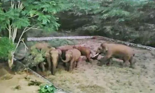 தண்ணீர் தொட்டியில் விழுந்து இறந்த குட்டியானையை தேடிவந்த 11 யானைகள்