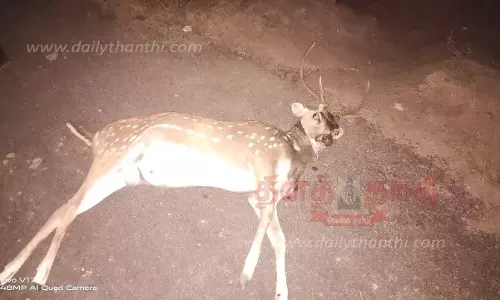 புள்ளிமான் சாவு புள்ளிமான் சாவு