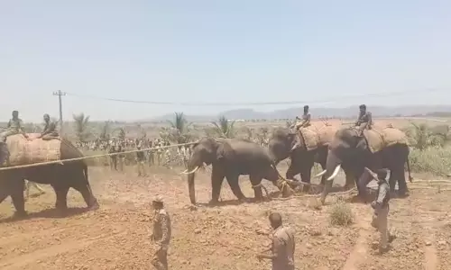 சென்னகிரி அருகே இளம்பெண்ணை கொன்ற காட்டு யானை பிடிபட்டது