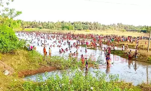 சிங்கம்புணரி, எஸ்.புதூர் பகுதியில் மீன்பிடி திருவிழா:கண்மாயில் இறங்கி மீன்களை அள்ளிய கிராம மக்கள் சிங்கம்புணரி, எஸ்.புதூர் பகுதியில் மீன்பிடி திருவிழா:கண்மாயில் இறங்கி மீன்களை அள்ளிய கிராம மக்கள்