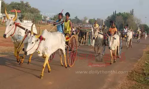 கல்லல் அருகே மாட்டு வண்டி பந்தயம் கல்லல் அருகே மாட்டு வண்டி பந்தயம்