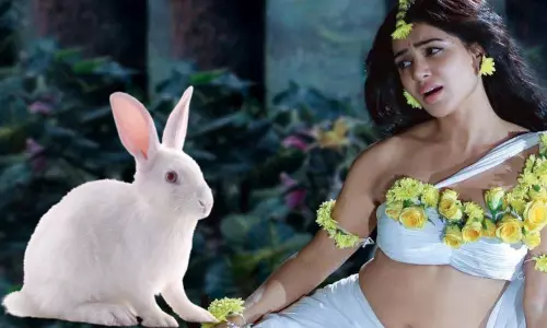 சினிமா படப்பிடிப்பில் சமந்தாவை முயல் கடித்தது