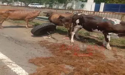 வேன் கவிழ்ந்து 8 மாடுகள் காயம்