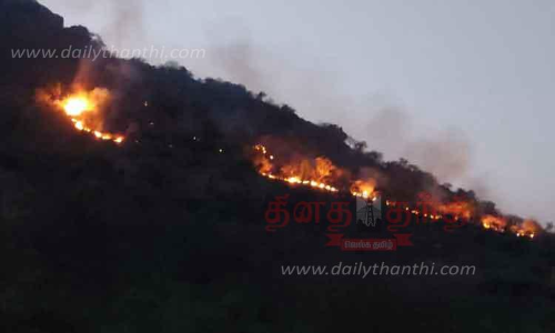 பருவதமலையில் மூலிகை செடி, கொடிகள் எரிந்து நாசம்