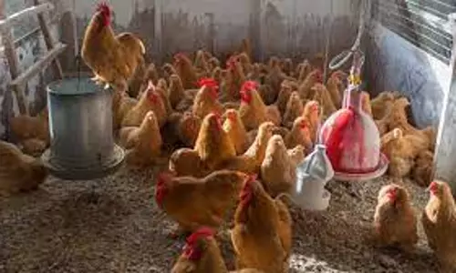 வெப்ப அயற்சியால் கோழிகள் இறப்பை தடுப்பது எப்படி?