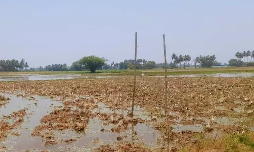 விவசாய நிலத்தில் வைக்கப்பட்ட எச்சரிக்கை பலகை அகற்றம்