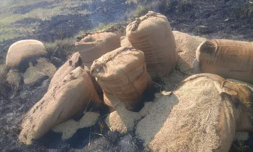 12 மூட்டை நெல் எரிந்து நாசம்