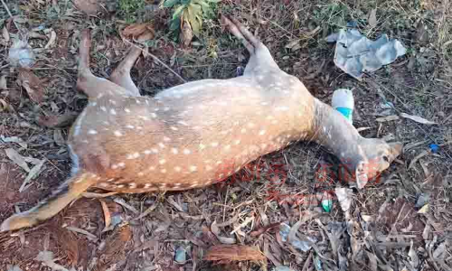 வாகனம் மோதி புள்ளிமான் சாவு வாகனம் மோதி புள்ளிமான் சாவு