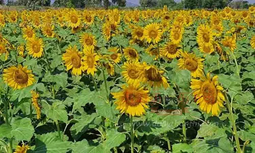 பூத்துக்குலுங்கும் சூரியகாந்தி பூக்கள்