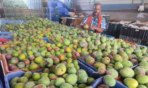 பொள்ளாச்சி சந்தைக்கு மாங்காய் வரத்து அதிகரிப்பு