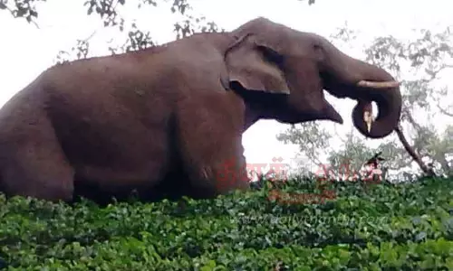 குரங்குமுடி எஸ்டேட் பகுதியில் சுற்றித்திரியும் காட்டு யானை