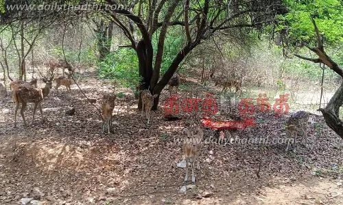 கிரிவலப்பாதை வனப்பகுதியில் மான்கள் பாதுகாப்பு மையம் அமைக்க வேண்டும்-சமூக ஆர்வலர்கள் கோரிக்கை கிரிவலப்பாதை வனப்பகுதியில் மான்கள் பாதுகாப்பு மையம் அமைக்க வேண்டும்-சமூக ஆர்வலர்கள் கோரிக்கை