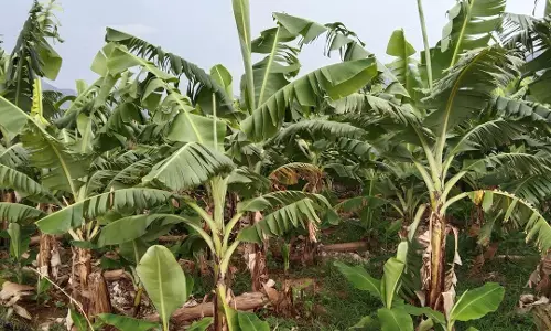 கூடலூர் பகுதியில்பலத்த காற்றால் வாழை இலைகள் சேதம்:ஒரு கட்டு ரூ.600-க்கு விற்பனை