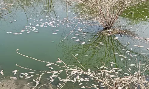 பரமத்தி அருகே வெயிலின் தாக்கத்தால் குளத்தில் செத்து மிதக்கும் மீன்கள்