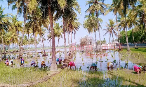 சொர்ணவாரி பருவ நெல்நடவு பணி தீவிரம்