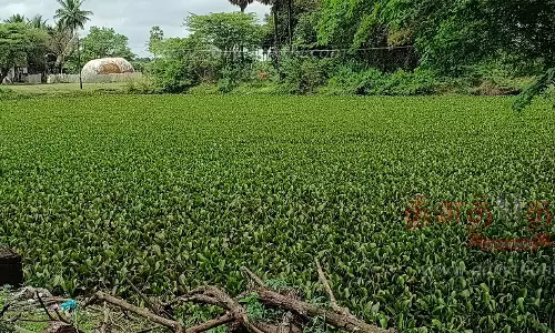 ஆகாயத்தாமரை செடிகள் அகற்றப்படுமா?