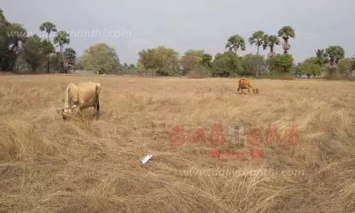 கோடை வறட்சியால் கால்நடைகளுக்கு தீவன பற்றாக்குறை கோடை வறட்சியால் கால்நடைகளுக்கு தீவன பற்றாக்குறை