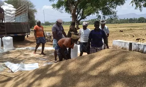 உத்தமபாளையம் பகுதியில்2-ம் போக நெல் அறுவடை பணி தீவிரம் உத்தமபாளையம் பகுதியில்2-ம் போக நெல் அறுவடை பணி தீவிரம்