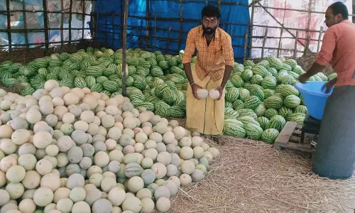 கம்பம் பகுதியில்முலாம் பழம் விற்பனை அமோகம்