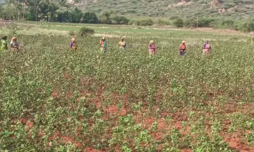 ஆண்டிப்பட்டி அருகேகருகல் நோயால் பருத்தி விளைச்சல் பாதிப்பு:விவசாயிகள் கவலை