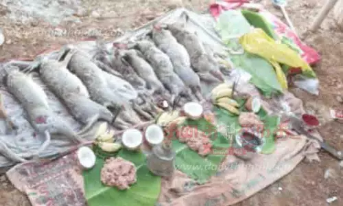 பெரம்பலூரில் 39 கிராமங்களில் முயல் வேட்டை திருவிழா