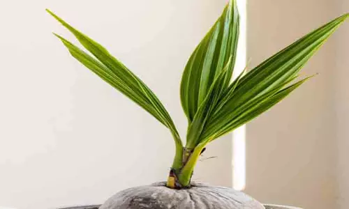 விவசாயிகளுக்கு இலவச தென்னங்கன்று